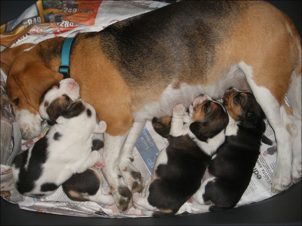 cuccioli amelie-24